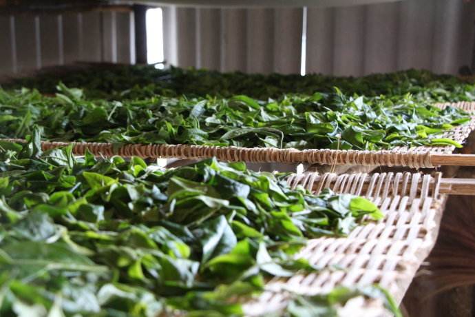 茶叶的萎凋工艺是在做什么？